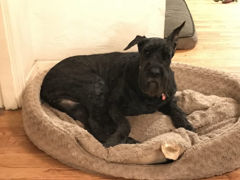 Happy 14th Birthday Luna!