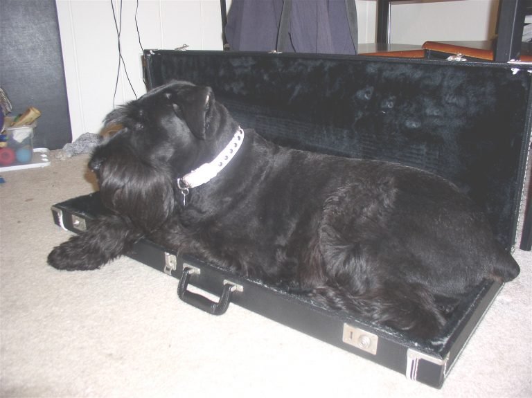 Luna: bigger than a guitar.