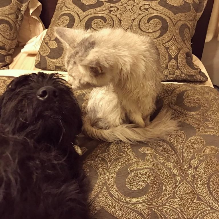 And Shadow Turns 16!