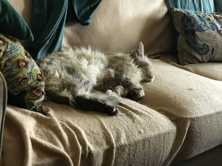 And Shadow turns 17