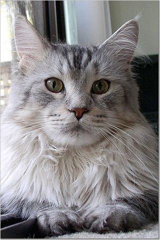 Shadow (2001-2018)